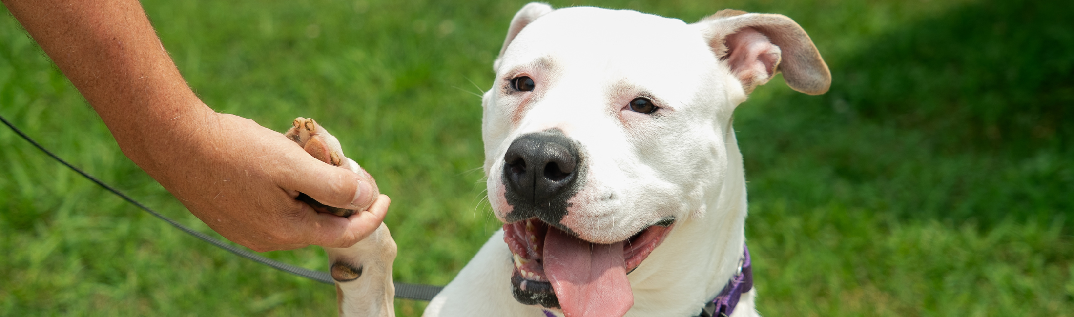Human holding a dog's paw